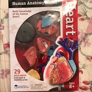 Anatomy models - all together